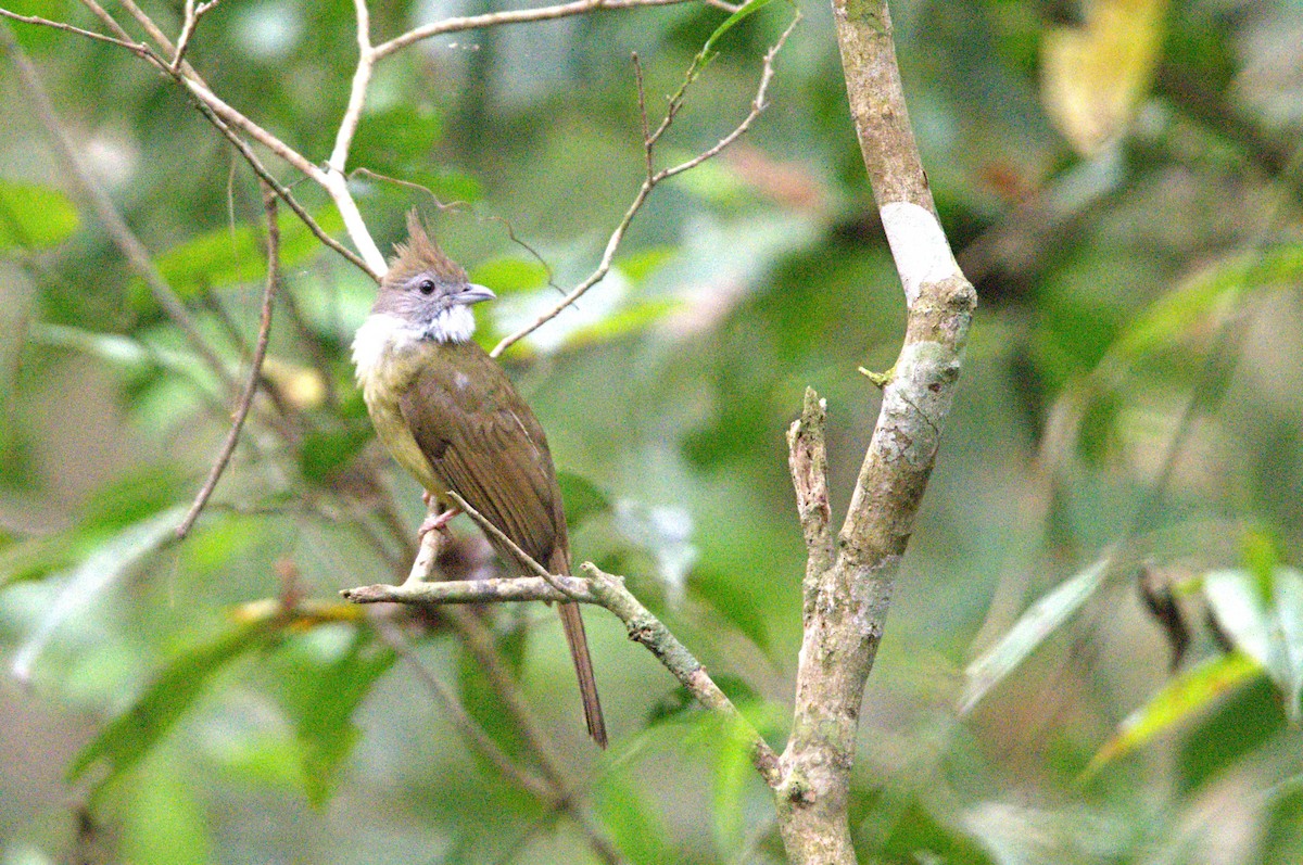 Puff-throated Bulbul - ML616022078