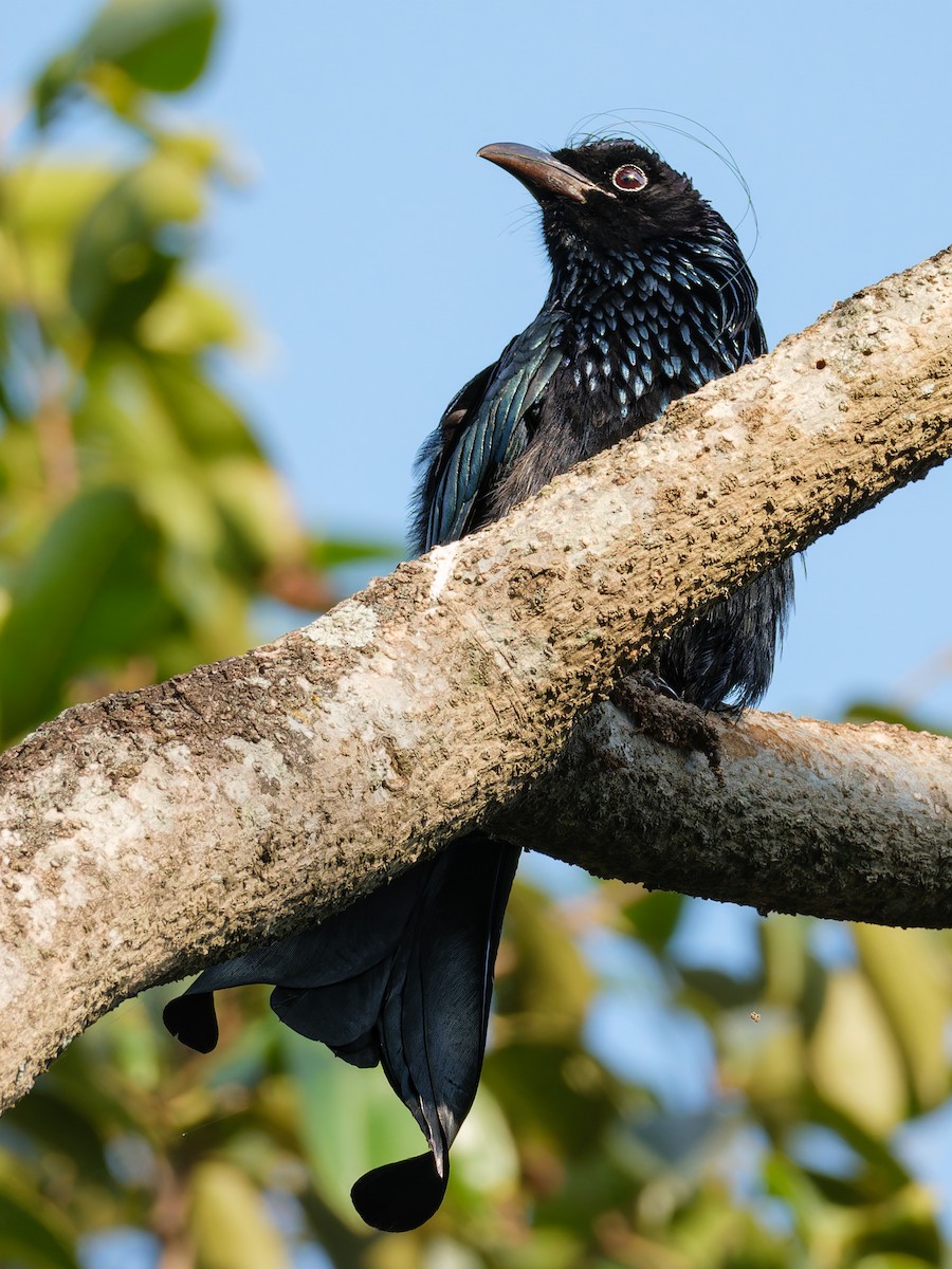 Drongo à crinière - ML616022104