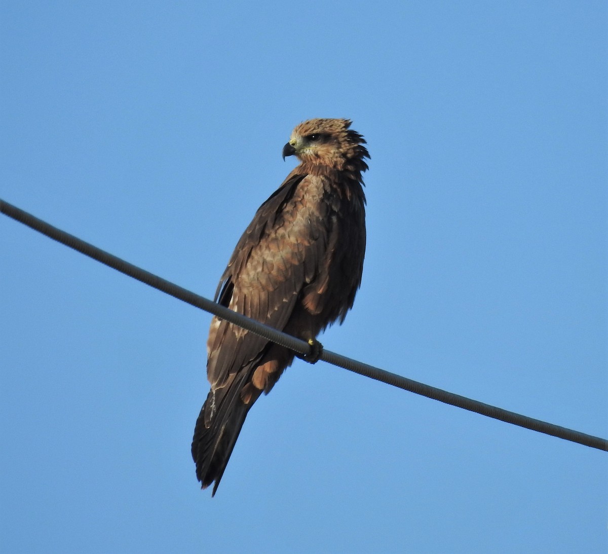 黑鳶 - ML616022105