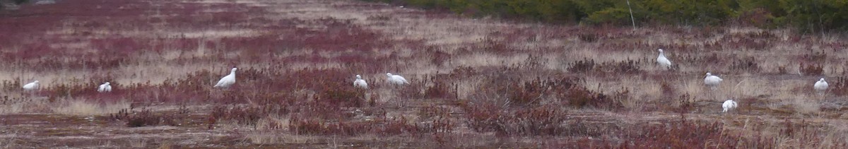 Willow Ptarmigan - ML616022118