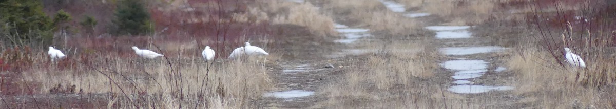 Willow Ptarmigan - ML616022119