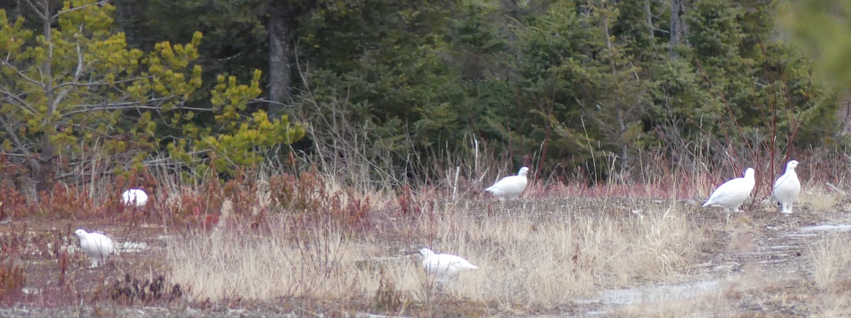 Willow Ptarmigan - ML616022120