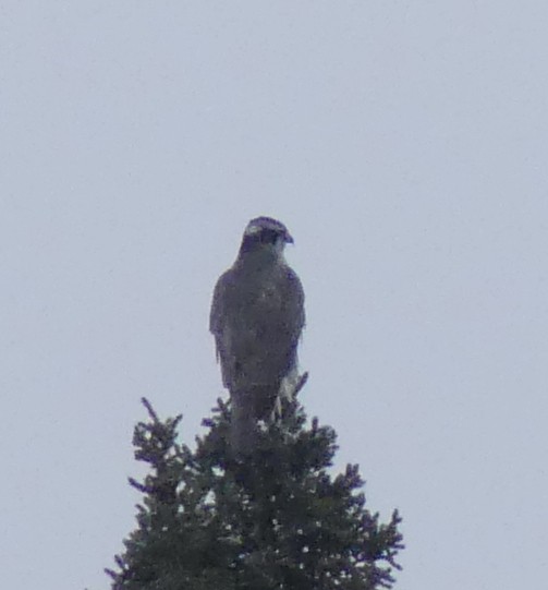 American Goshawk - ML616022130