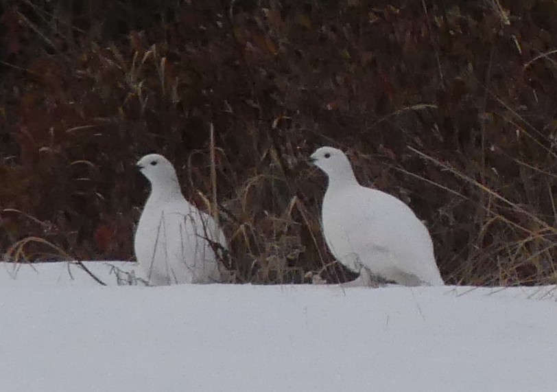 Willow Ptarmigan - ML616022147