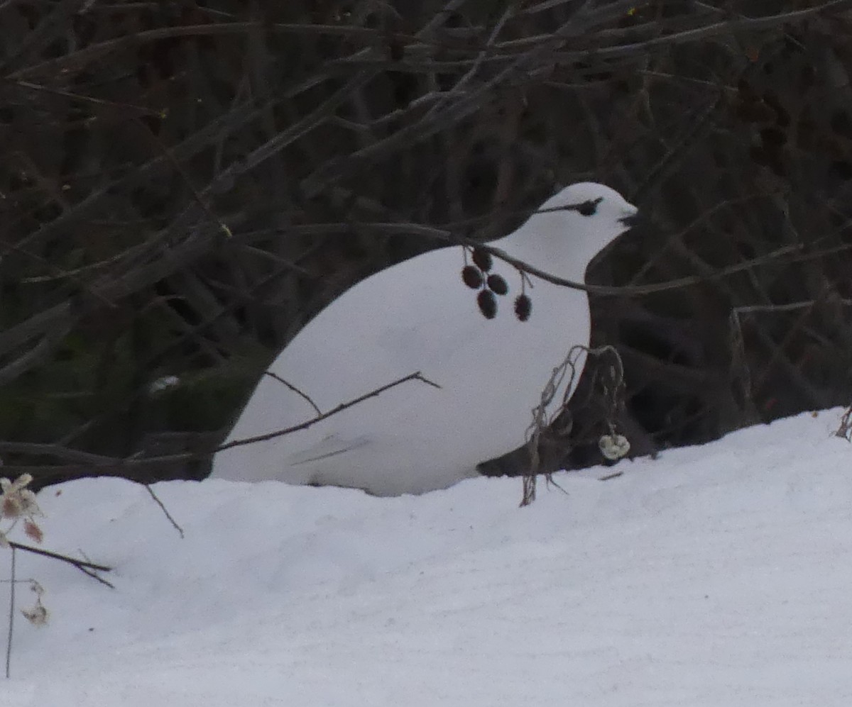 Willow Ptarmigan - ML616022148