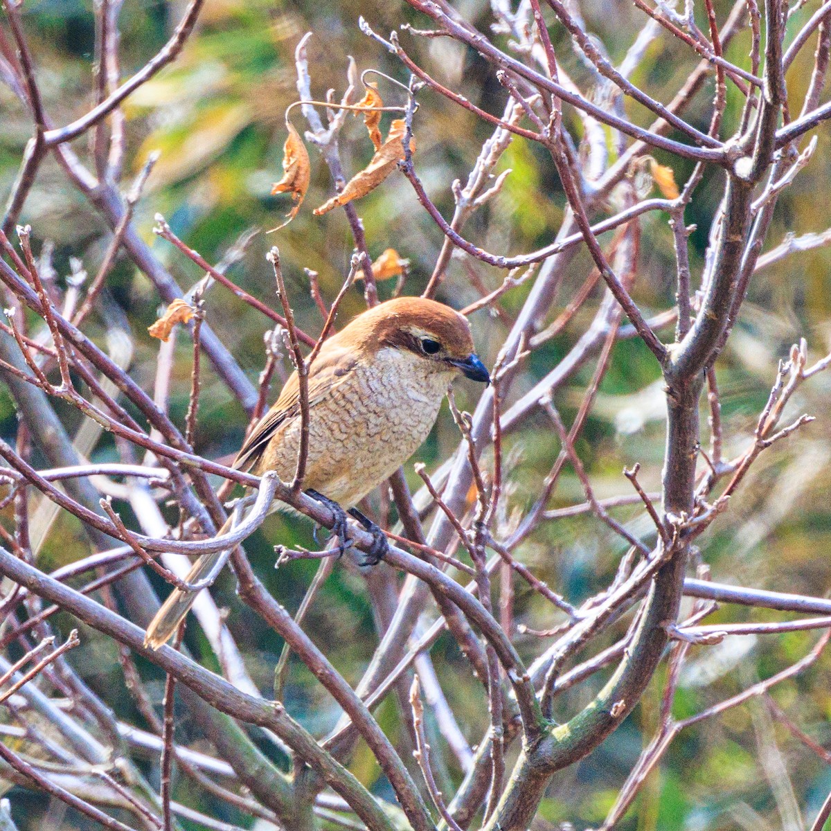 Bull-headed Shrike - ML616022166