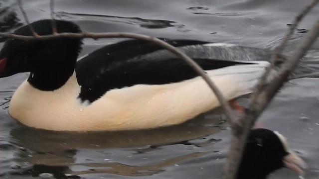 morčák velký (ssp. merganser/orientalis) - ML616022170