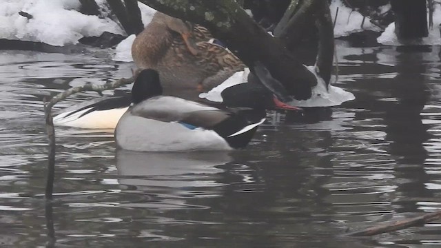 川秋沙(merganser/orientalis) - ML616022172