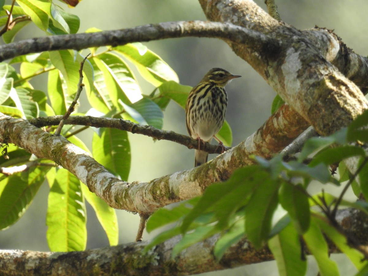 Olive-backed Pipit - ML616022191