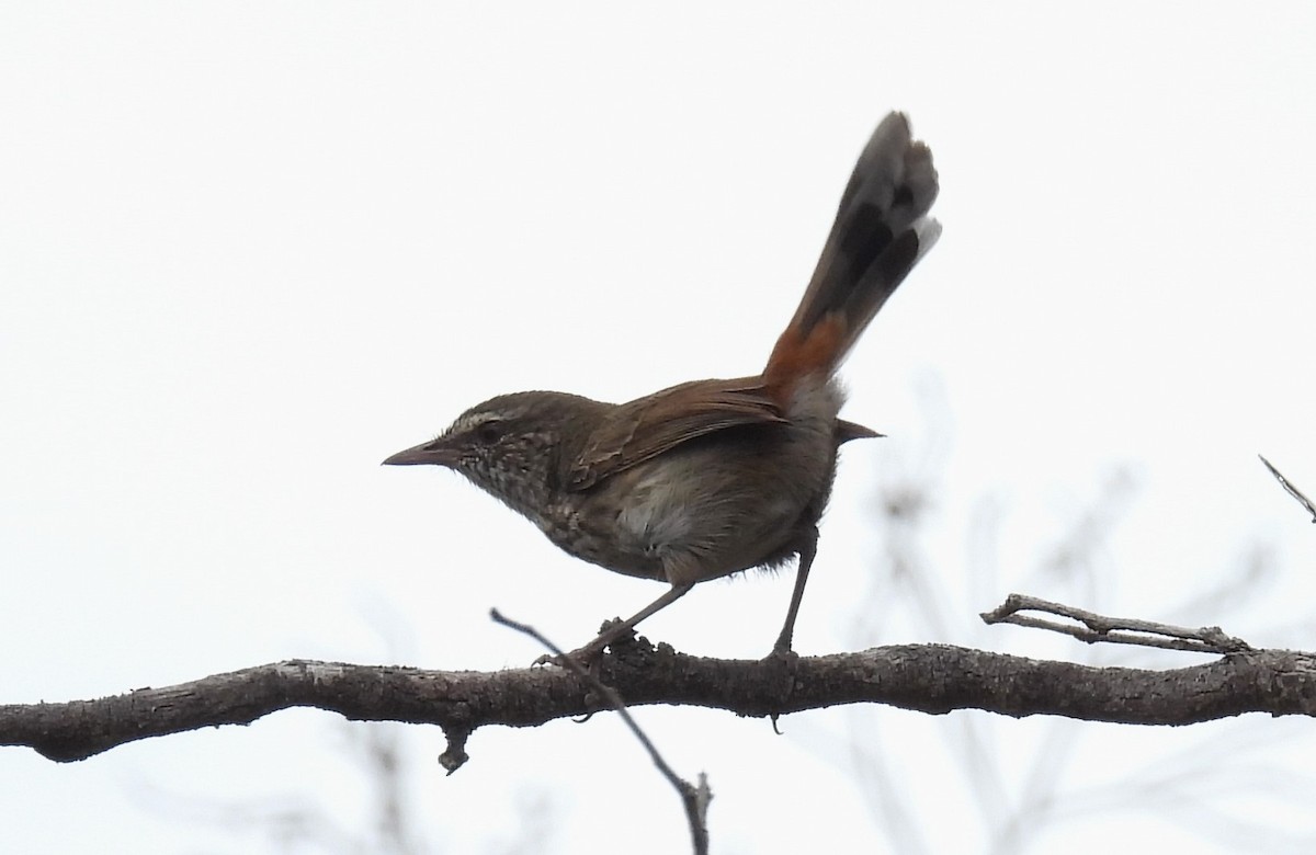 Chestnut-rumped Heathwren - ML616022204