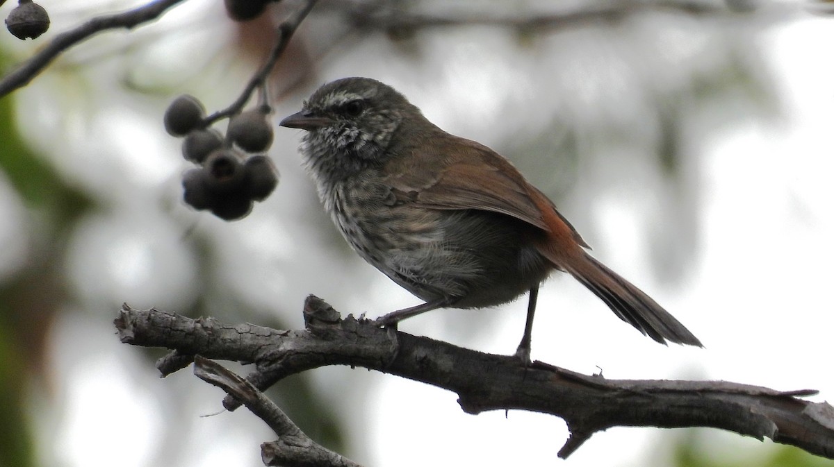 Chestnut-rumped Heathwren - ML616022205