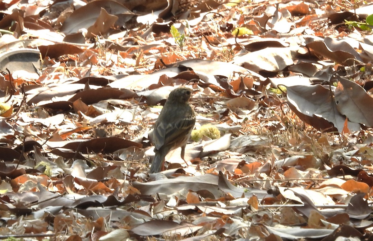 Olive-backed Pipit - Shivaprakash Adavanne