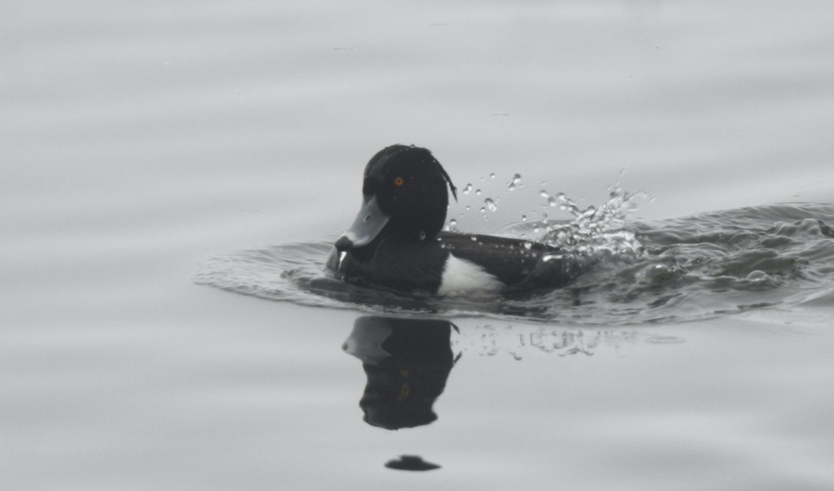 Tufted Duck - ML616022287