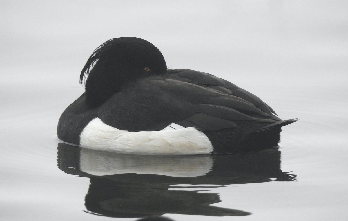 Tufted Duck - ML616022288