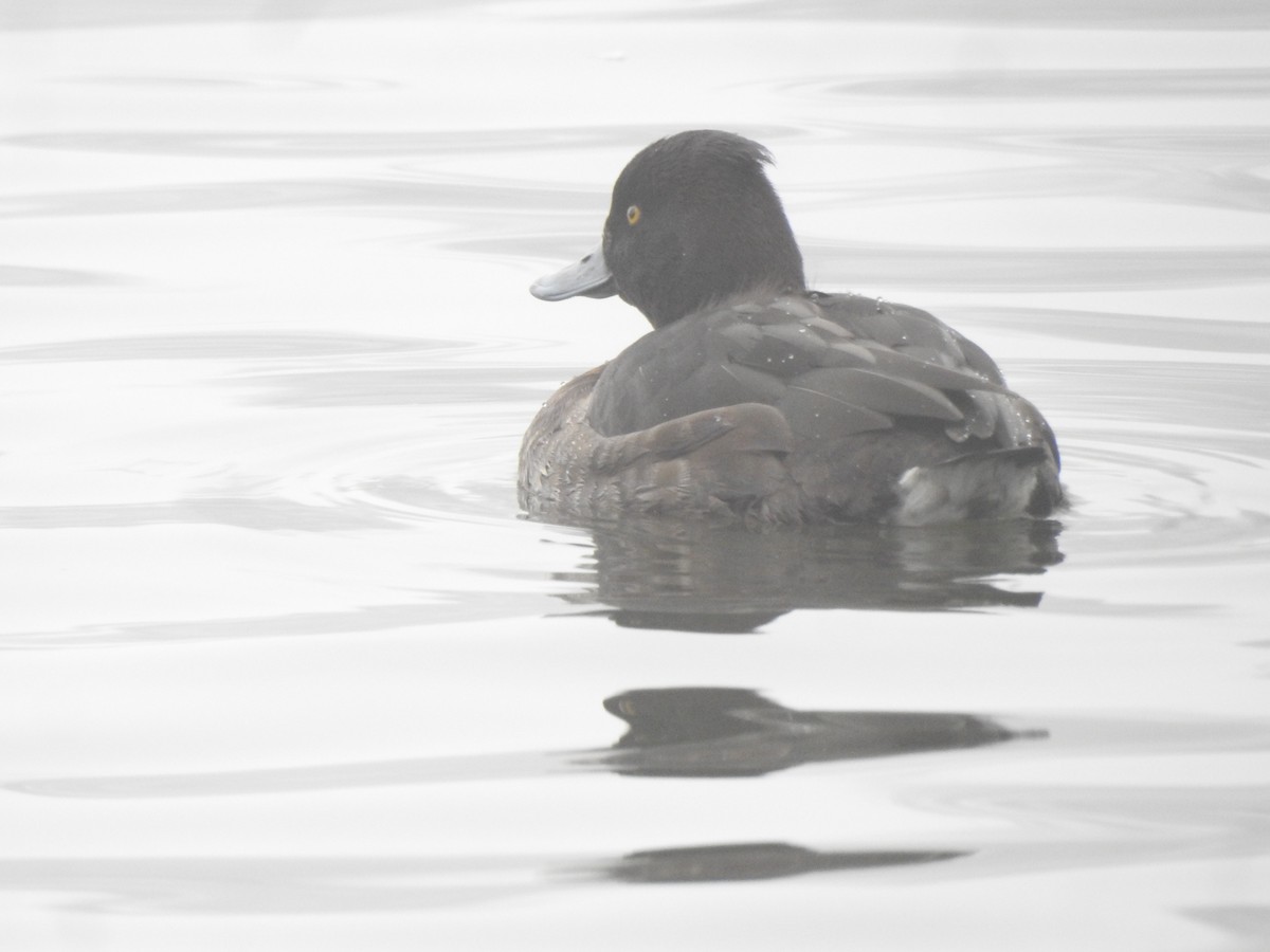 Tufted Duck - ML616022289