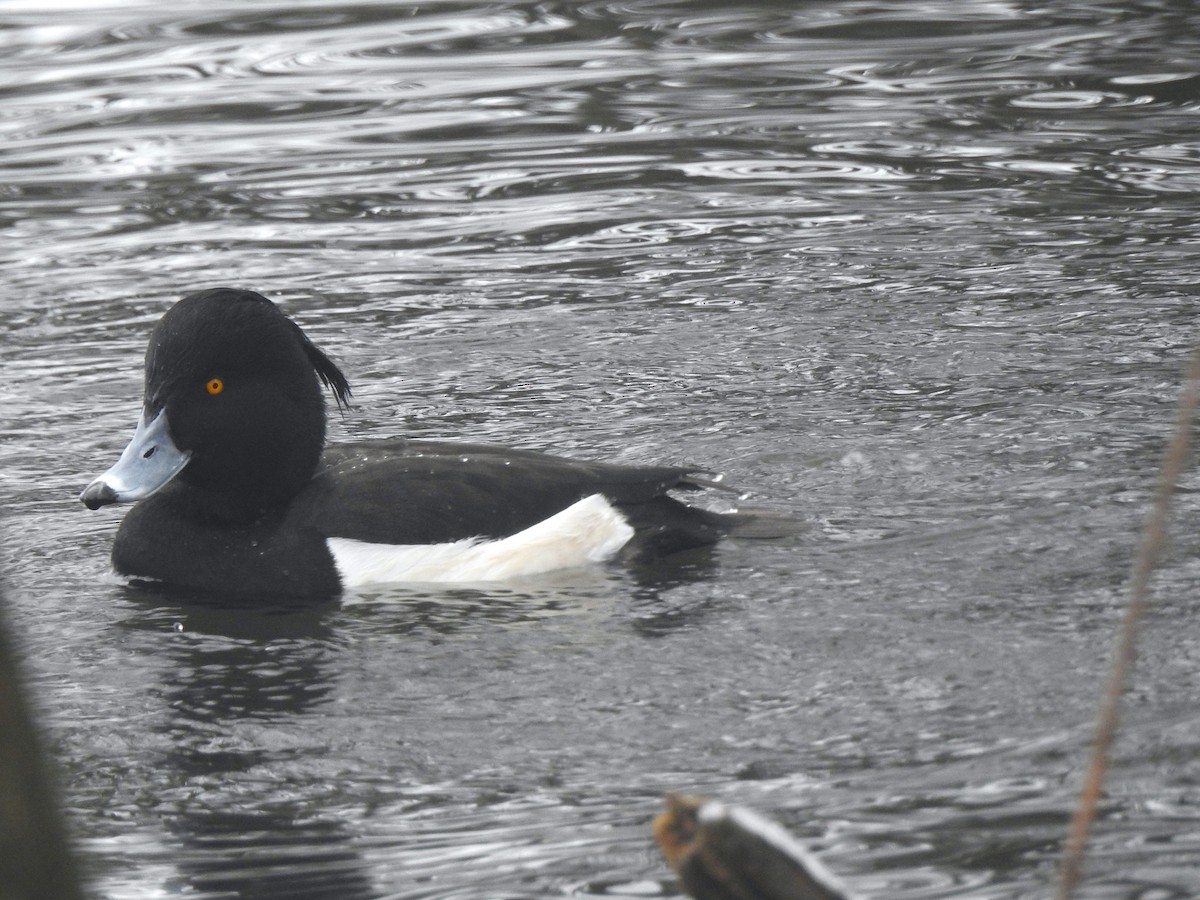 Tufted Duck - ML616022291