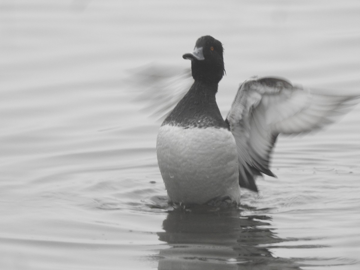 Tufted Duck - ML616022292