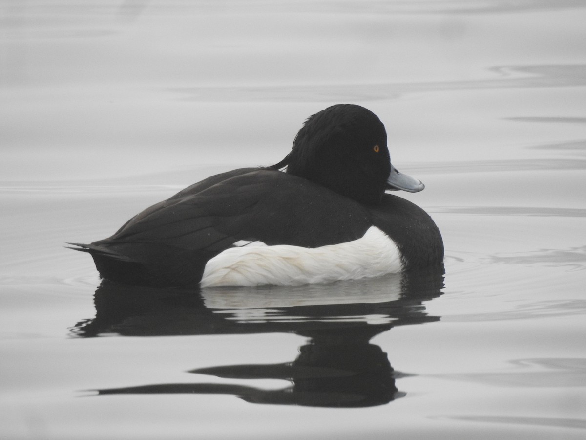 Tufted Duck - ML616022294