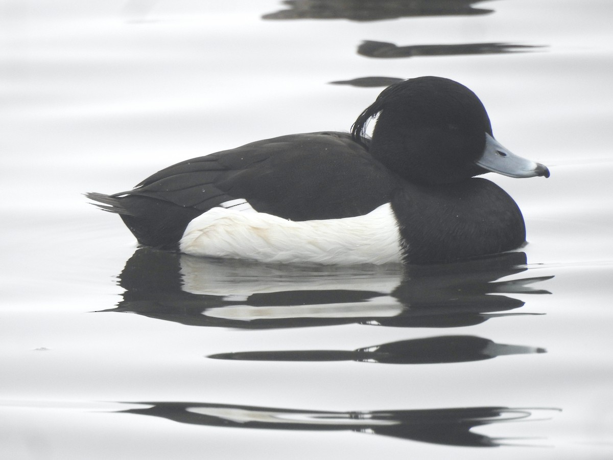 Tufted Duck - ML616022295