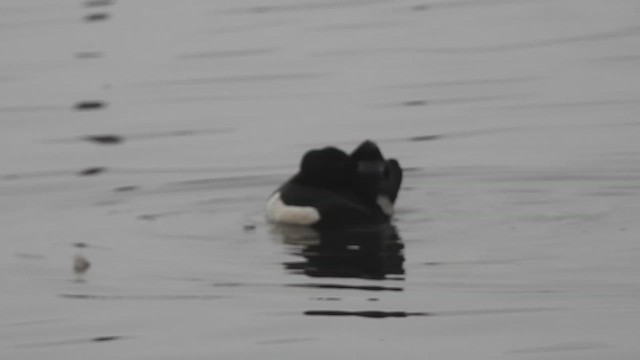 Tufted Duck - ML616022300