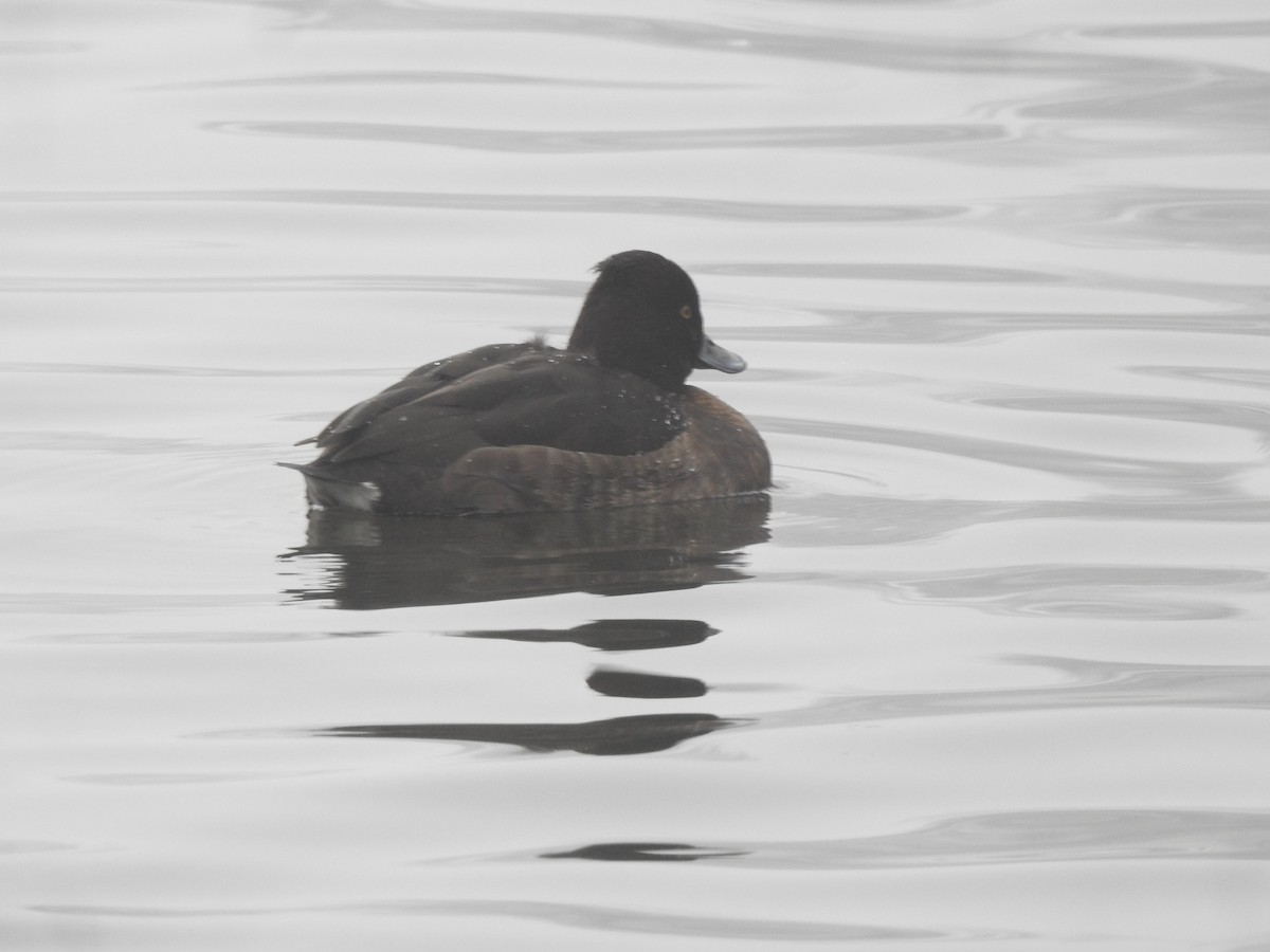 Tufted Duck - ML616022306