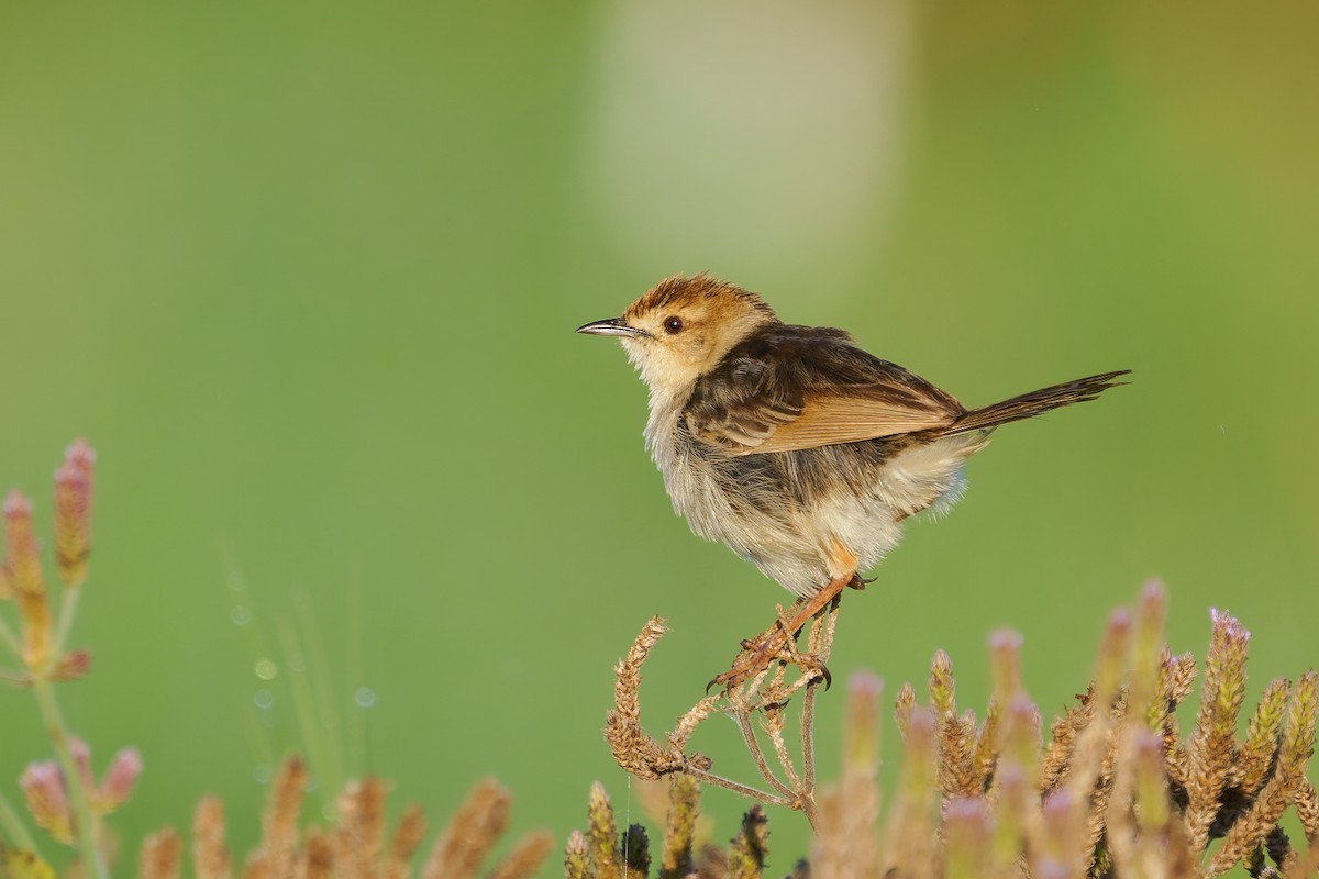 Levaillant's Cisticola - Reece Dodd