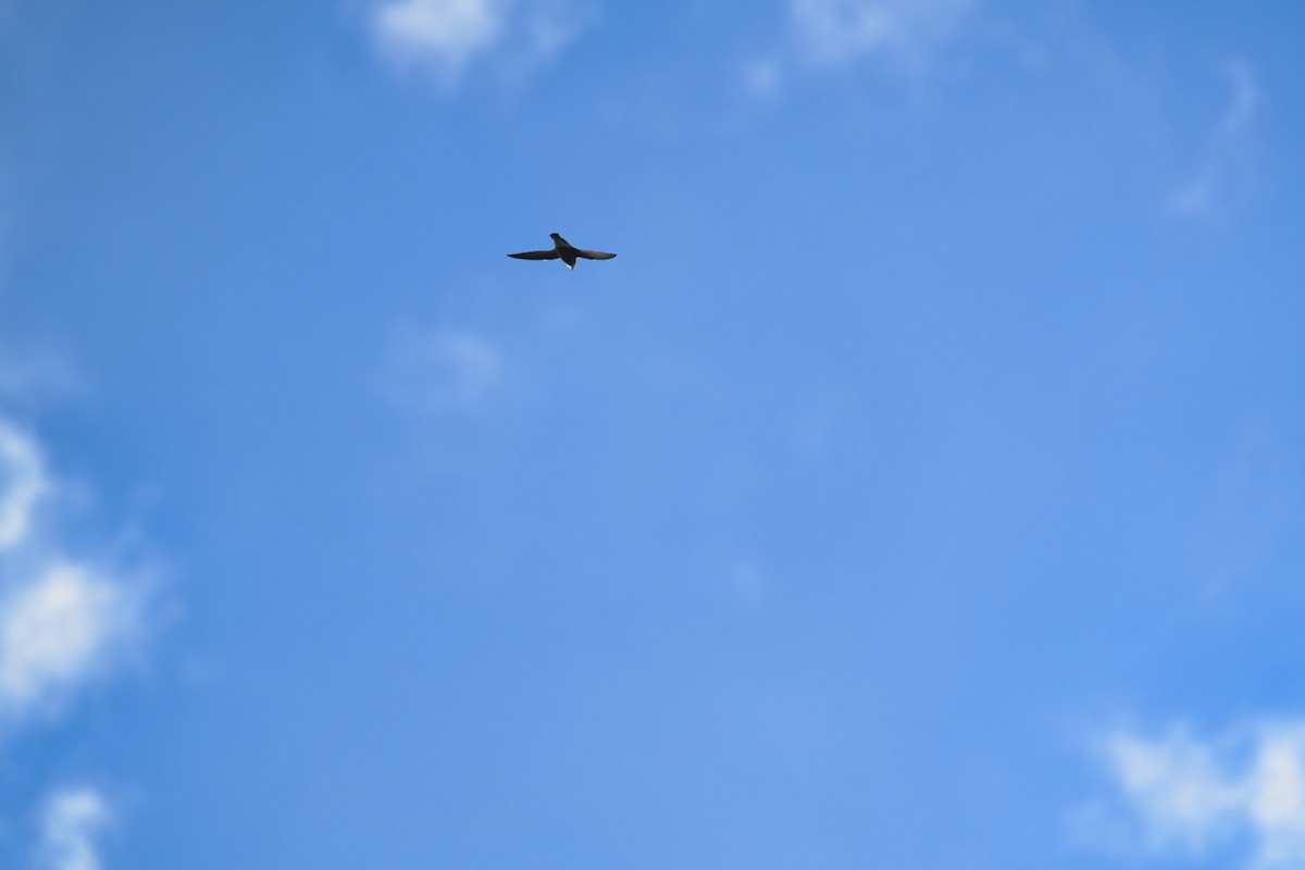 White-throated Needletail - ML616022383