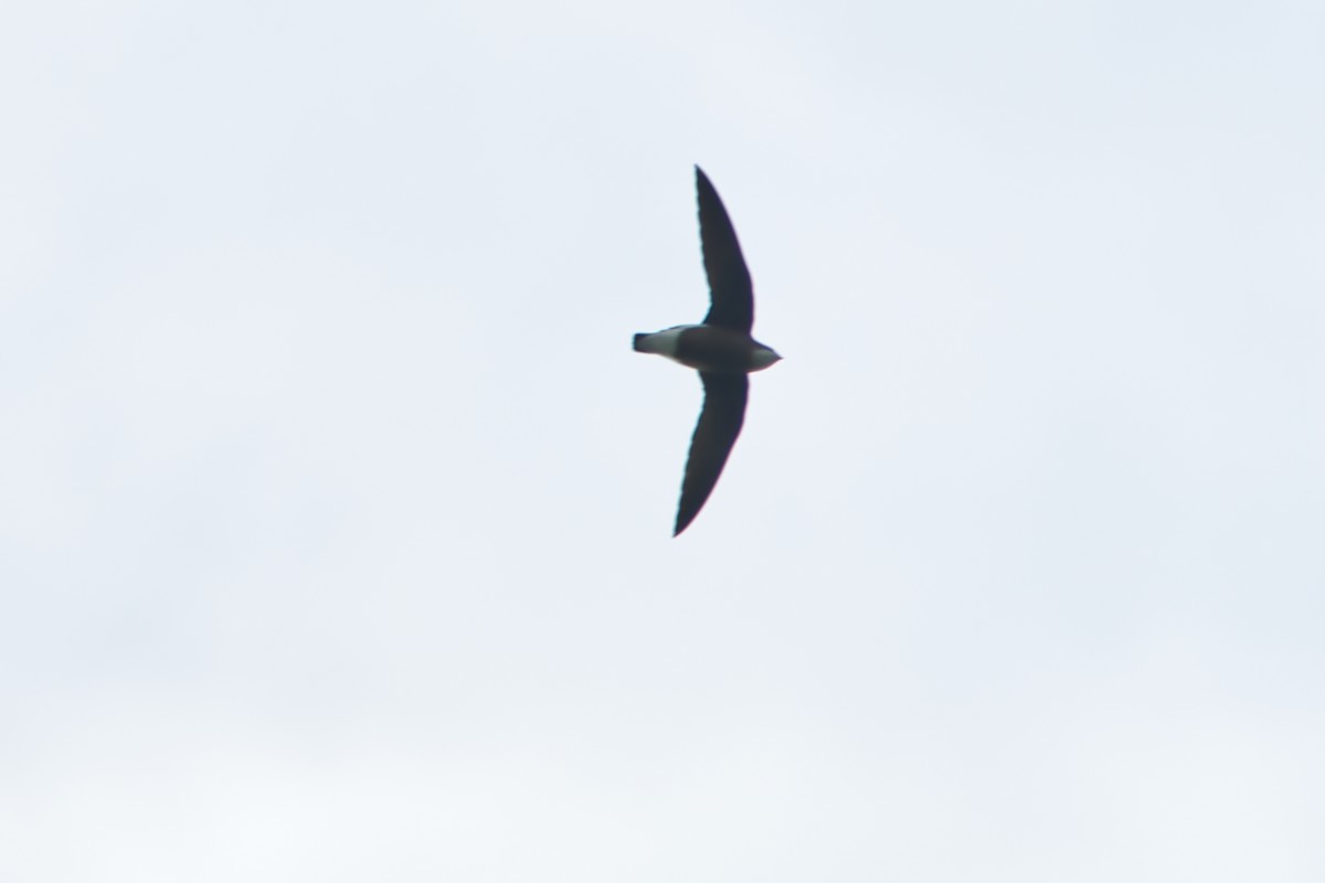 White-throated Needletail - ML616022386