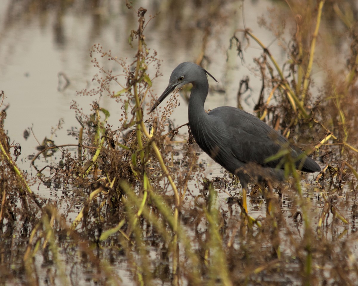 Slaty Egret - ML616022412