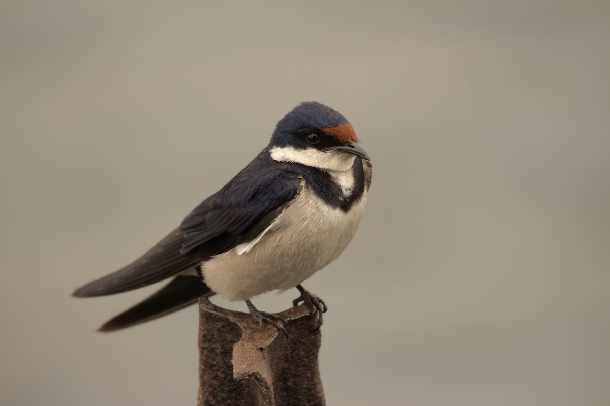 White-throated Swallow - ML616022421