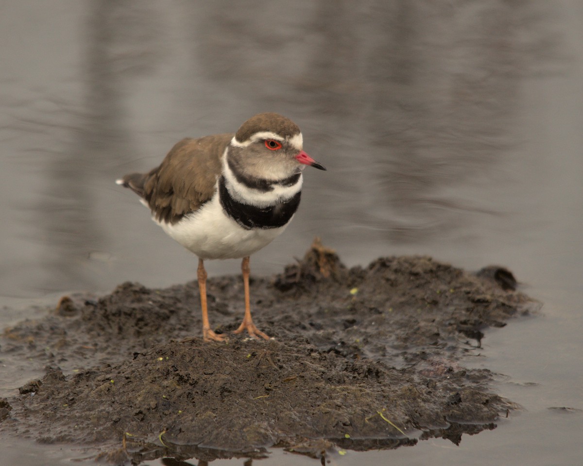 Three-banded Plover - ML616022428