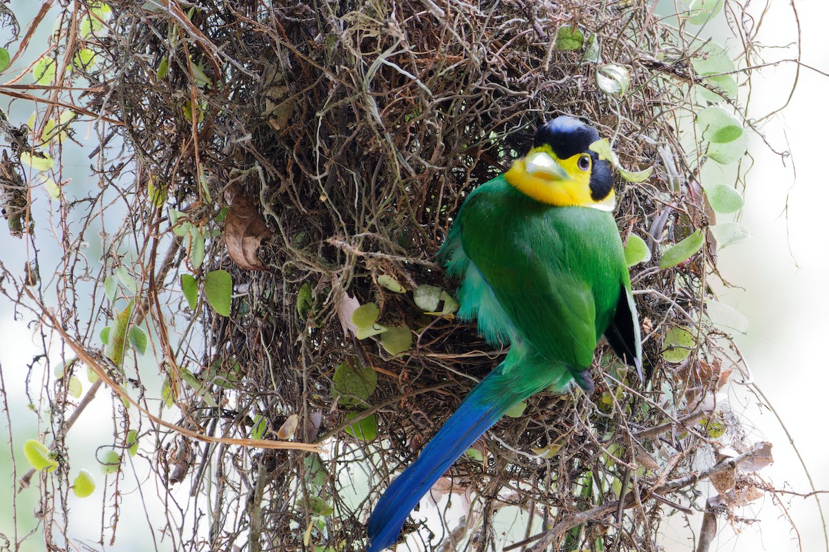 Long-tailed Broadbill - ML616022501