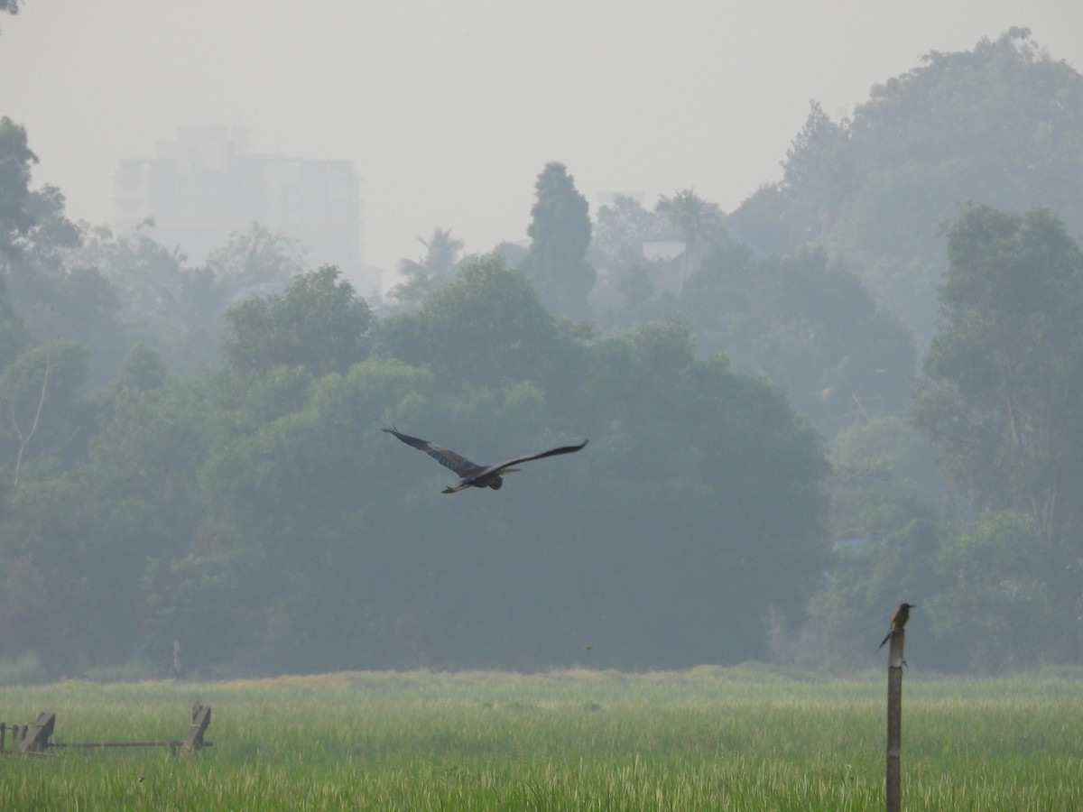 Purple Heron - ML616022502