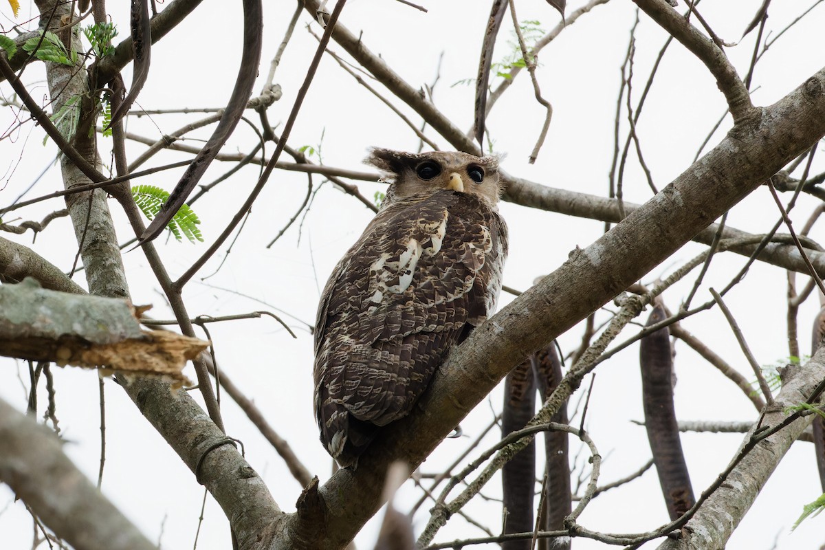 Spot-bellied Eagle-Owl - David Pennock