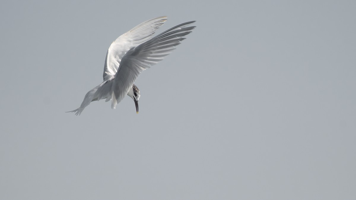 Sandwich Tern - ML616022616