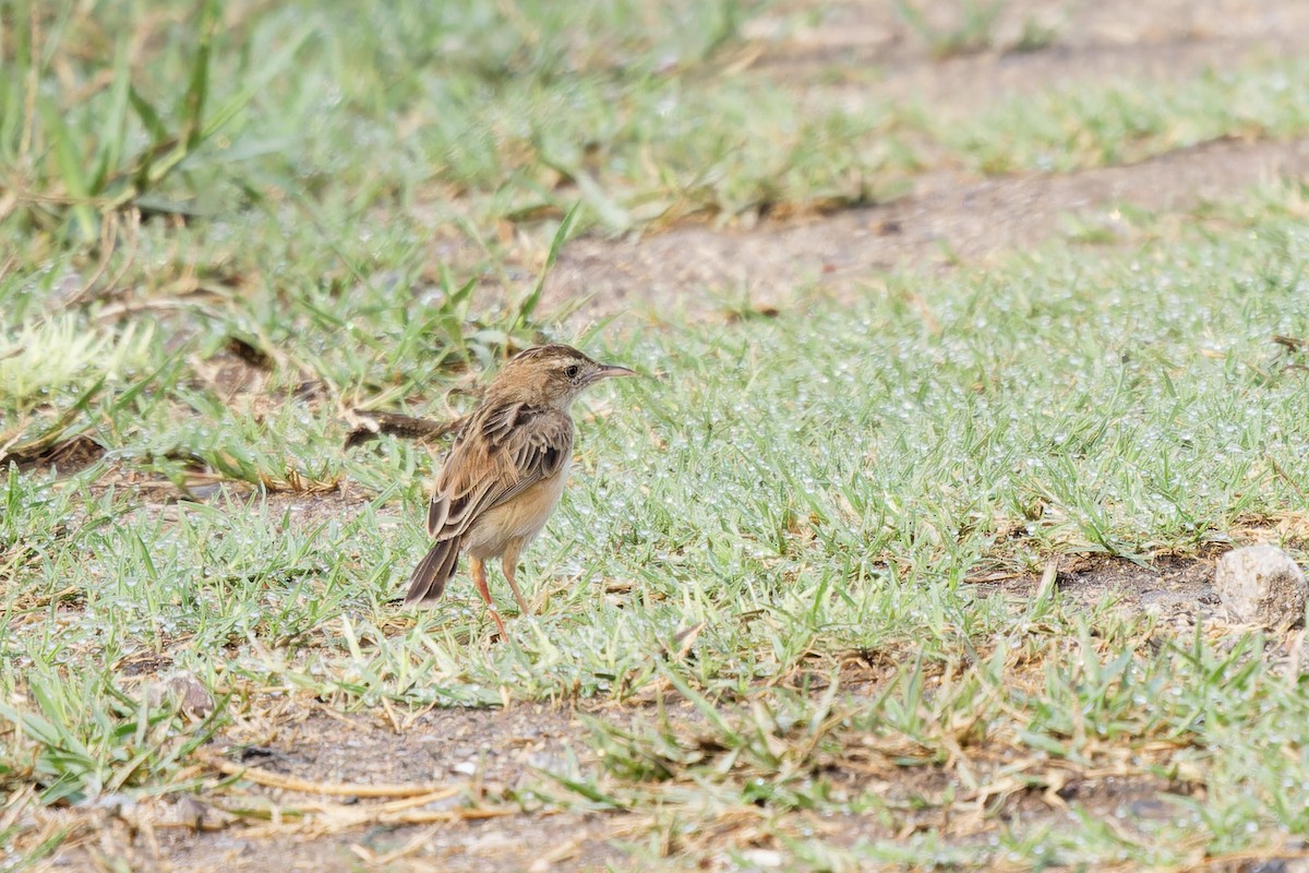 Golden-headed Cisticola - ML616022627