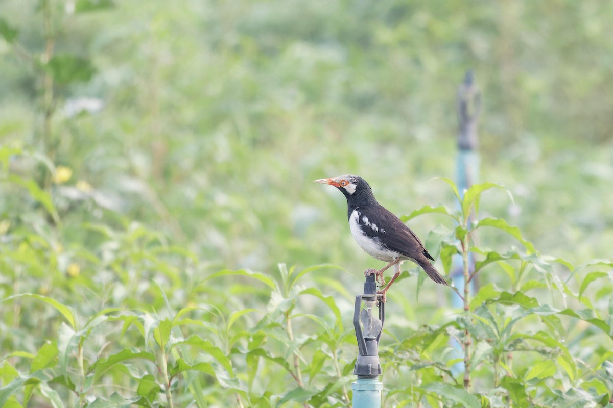 Siamese Pied Starling - ML616022632