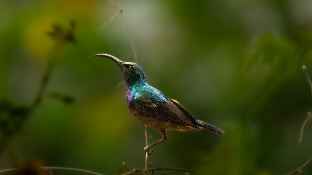 Loten's Sunbird - Manjunath UP