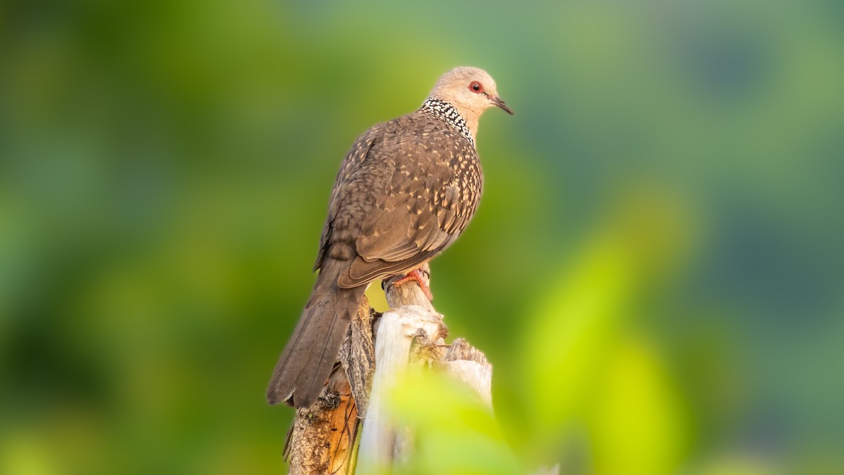 Spotted Dove - Manjunath UP