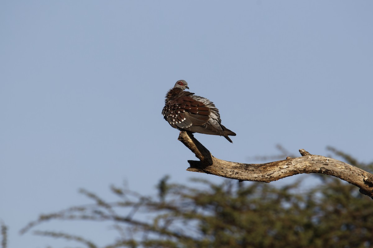 Speckled Pigeon - ML616022680