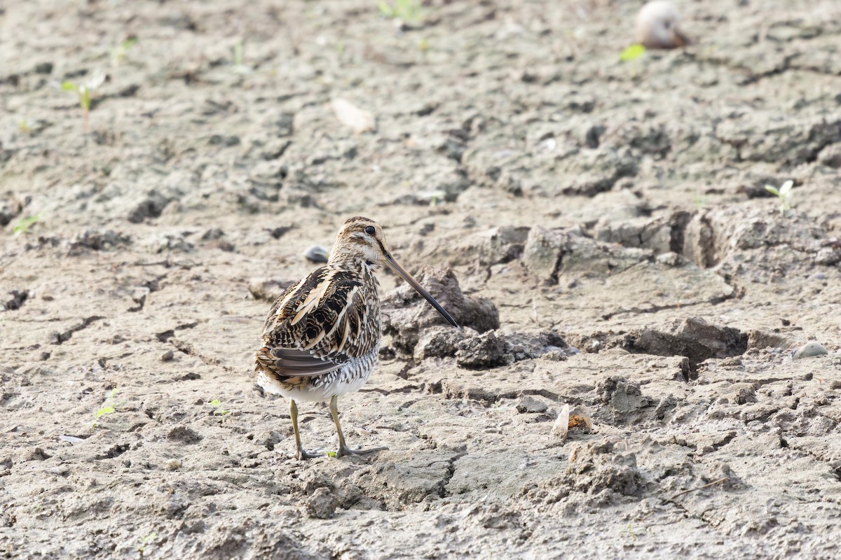 Pin-tailed Snipe - David Pennock