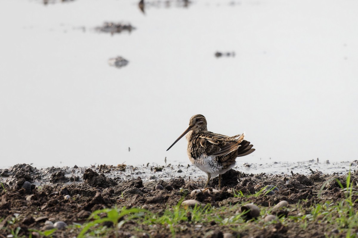 Pin-tailed Snipe - David Pennock