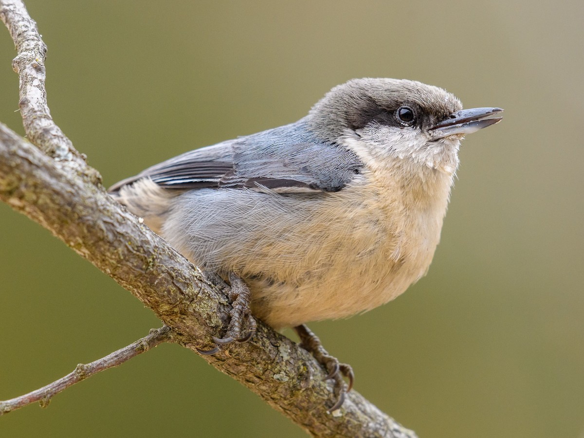 Pygmy Nuthatch - ML616022716