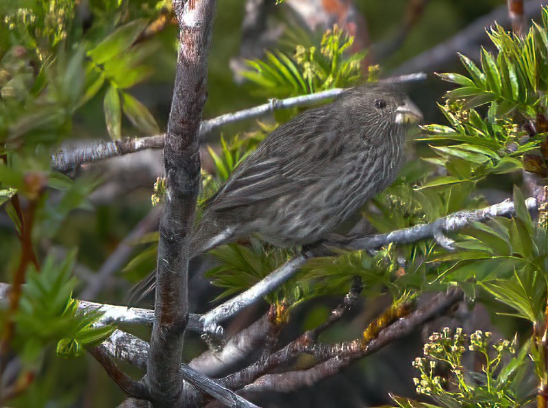 Red-mantled Rosefinch - Eric Francois Roualet