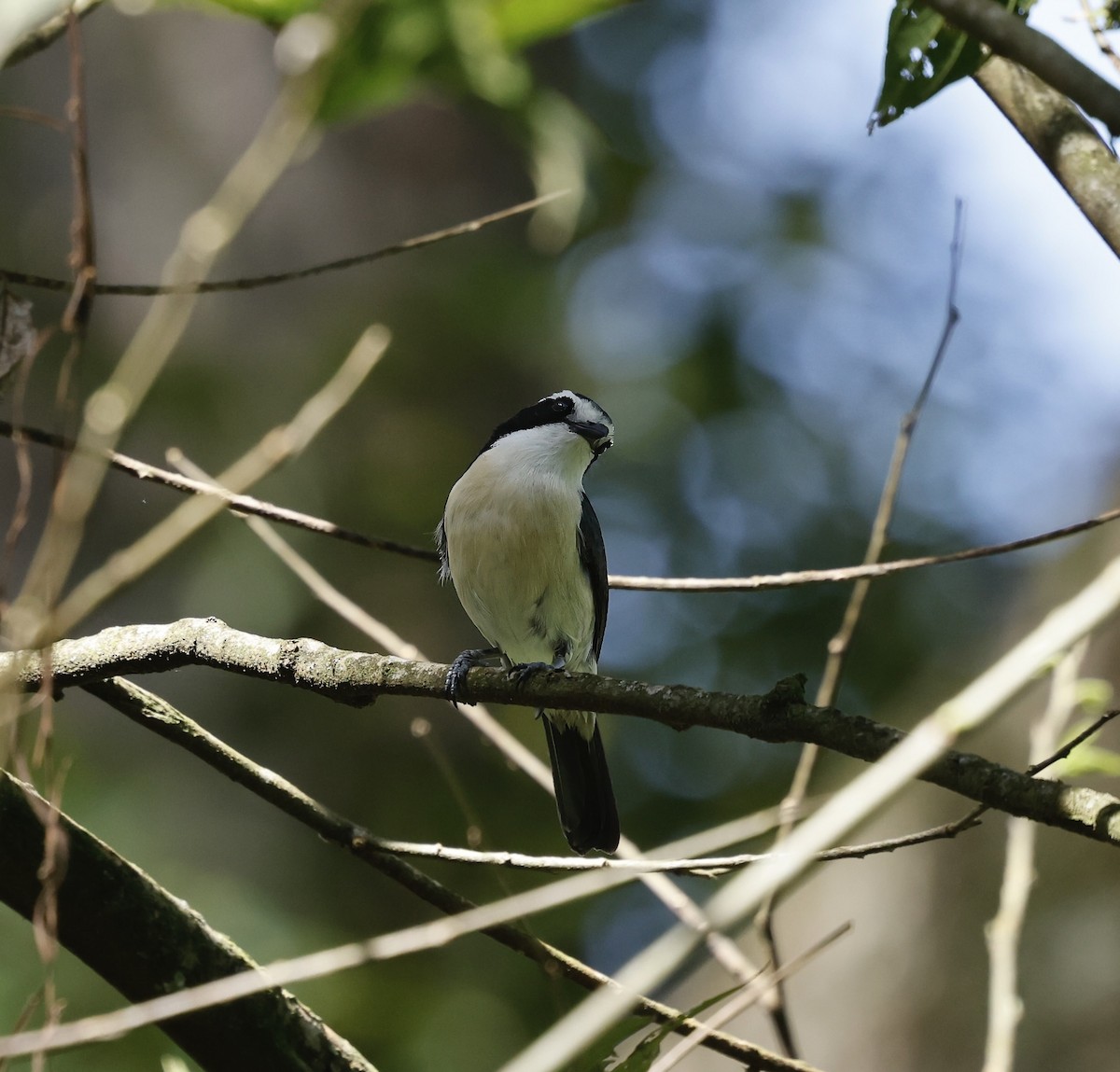 Gray-green Bushshrike - ML616022778