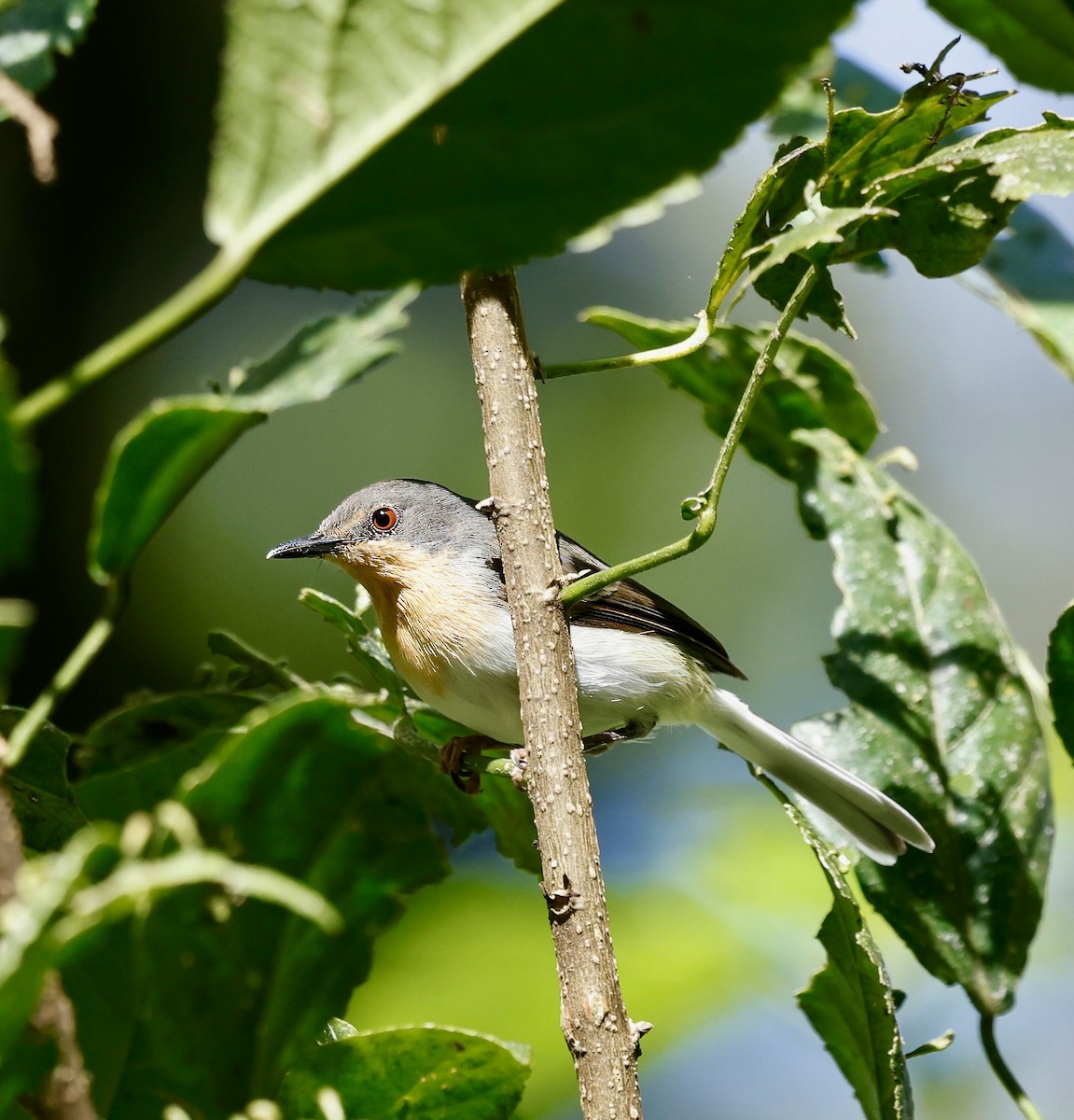 Buff-throated Apalis - ML616022779