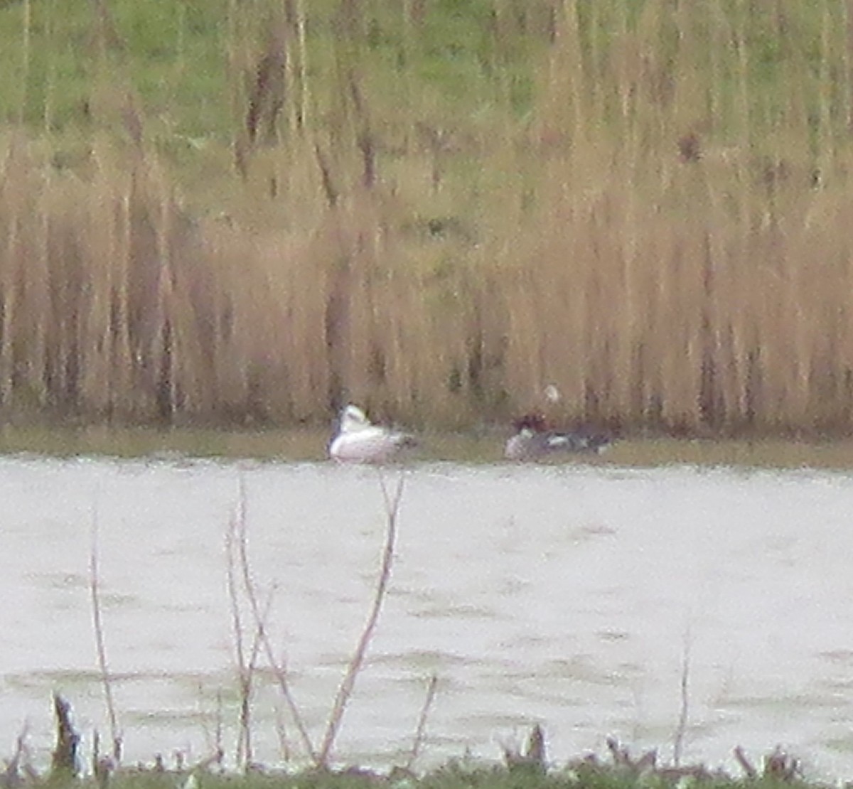 Smew - John Gardiner