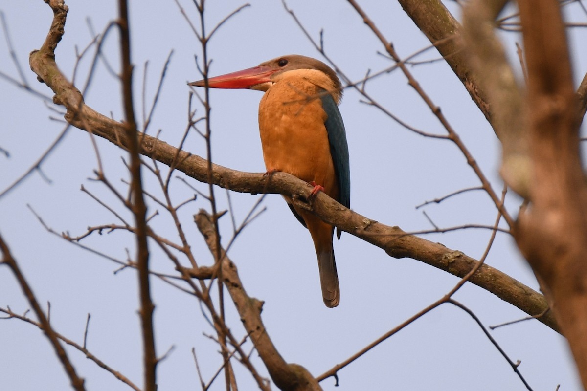 storkenebbisfugl - ML616022803