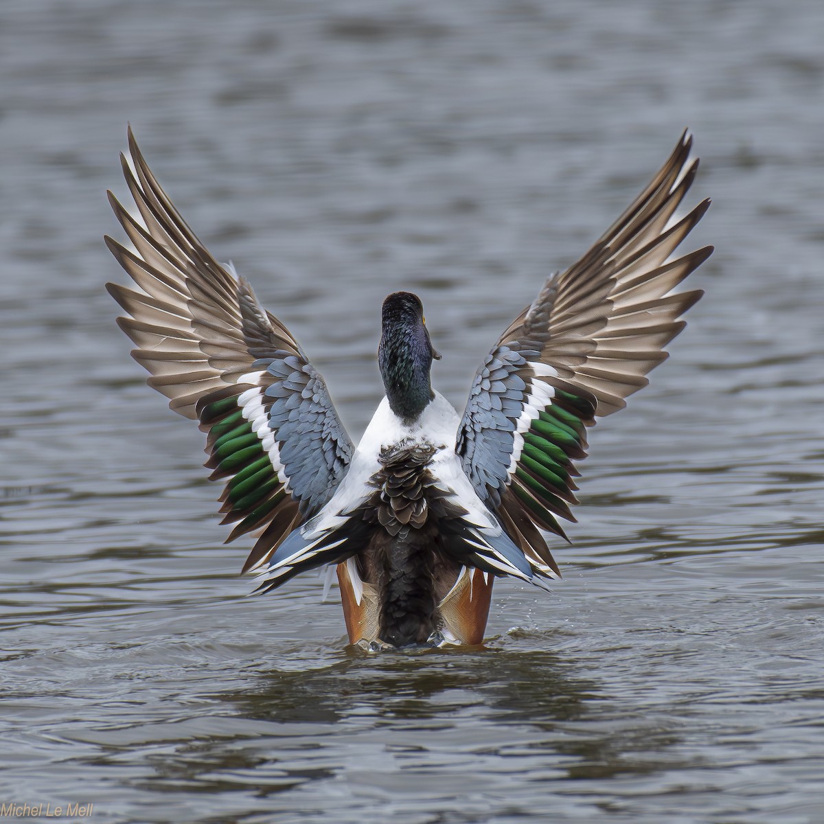 Northern Shoveler - ML616022849