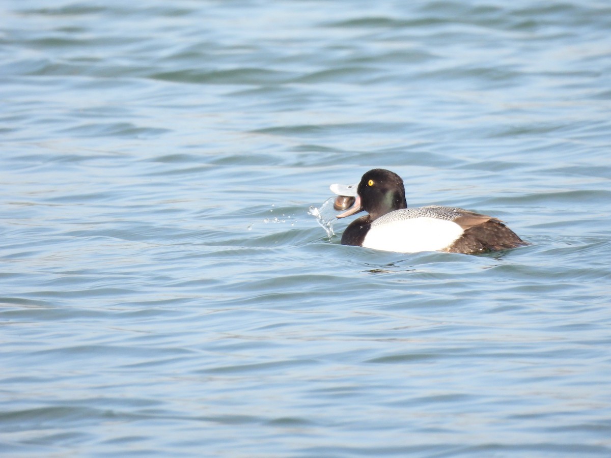 Lesser Scaup - Ralph Carlson